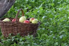 Урожай яблок